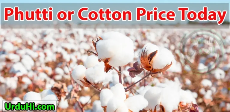 Today Cotton Rate in Pakistan Per 40 kg | Phutti Rate